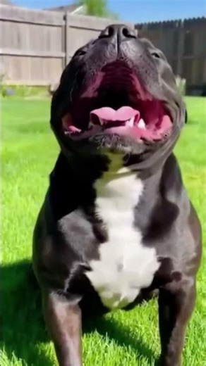 Chihuahua Held Firecracker BOOM in His Face Black Face & Coughing 😂💥
