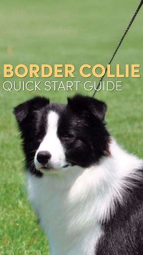 Need to know where to start with your Border Collie’s grooming supplies? Start here! Allison shares her quick start guide so that you can set yourself up for grooming success. We cover shampoos and conditioners, brushes, shears, sprays and more for all of the Border Collie fanciers out there looking to get started! Which breed do you want to see next? Let us know in the comments! Watch the full tutorial on our YouTube channel or in today’s edition of Free Tutorial Friday. | Leading Edge Dog Show
