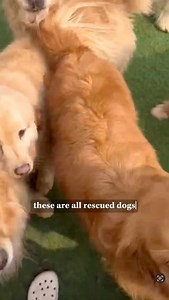 This is Blackberry! She was barely hanging on before we rescued her! We want to help more dogs like Blackberry but we cannot as we are FULL and in massive amounts of debt! Right now, we’re completely closed to any new rescues because we can’t afford more. 😢 With 80 dogs in our care, we need monthly donors now more than ever to continue! Can you help!? Even $5 a month goes a long way if we all chip in! 🙏🏻 | Bunny's Buddies