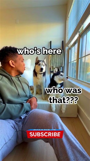 Barking at my dogs #husky