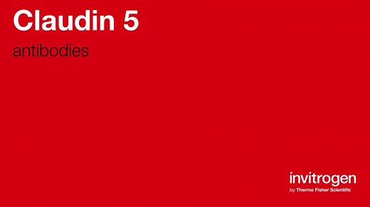 Claudin 5 antibodies from Thermo Fisher Scientific