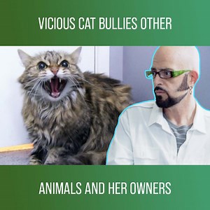 Jackson Galaxy tries to help Lily, a cat who viciously attacks her owners, Bruce and Maryam, and the other pets they have. Watch more My Cat From Hell on discovery : https://bit.ly/3wt76Eb | Love Animals