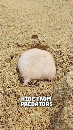 🐹 Why Hamsters Love Digging Tunnels