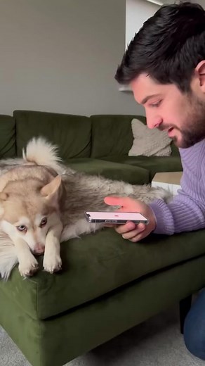 Dog Translator. Download now! Link in bio 📲 #dogtranslator #speakingdog #dogtalks #dogtalksback #viral #app #trending #doglanguage #dogsoftiktok #dog