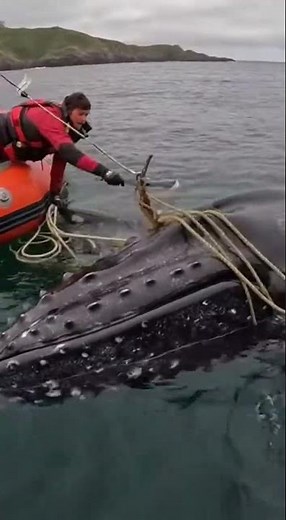 Whale’s Breathing Hole Saved from Deadly Rope | Incredible Ocean Rescue