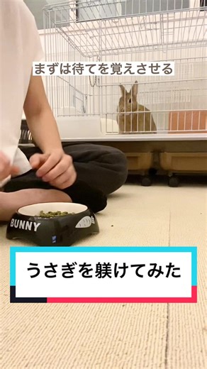 マシンガンうさぎのしつけと可愛さ