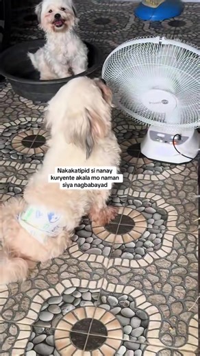 Rechargeable Electric Solar Fan with 2 bulb, makakapag charge pa ng phone plus makakatipid pa sa kuryente at no worries na kapag nag brownout 🥰✅ #solarfan #solarelectricfan #solarfanwithbulb #rechargeablefan #electricfan
