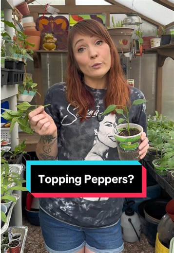 When it comes to topping your pepper plants, everybody’s got an opinion. I say, you do what you want to YOUR plants. Either way, you will end up with peppers. ##gardening##peppers##backyardgardening