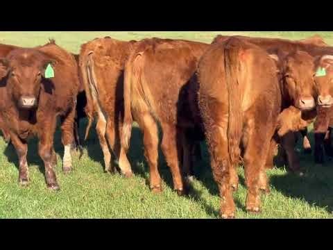 70 Red Angus Open Replacement Heifers, #04062 | Cattle for sale