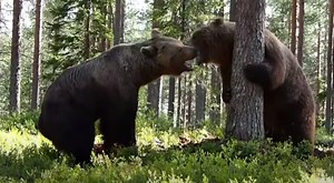 Grizzly Bear Fight Filmed From 3 Different Camera Angles