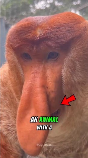 You Won’t Believe This Animal’s Nose Is Real 😳