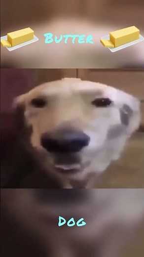 Butter dog the dog with the butter #meme #funny #fyp #butter #dog