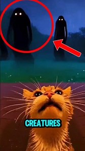 Doorbell Cam Captures Weird Creature That Takes The Cat With Them😭