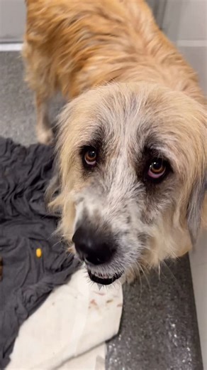 PAWS Chicago on Instagram: "Chanel and her 11 - yes, ELEVEN - puppies recently came to PAWS and now they’re looking for homes in time for Holiday Adopt-a-Thon! A few of this crew found homes yesterday - Prada, Laurent, Gabbana, Fendi & Hermes are happily home 🎉 - and Burberry, Gucci, Armani, Valentino, Dior & Dolce are now at our Adoption Center to follow suit! They’re not the only new arrivals this morning, head to pawschicago.org/adopt to see who you can meet today 🥰 Perfect, sweetest mama C