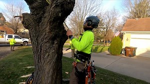50K views · 542 reactions | Just had to share this epic tree removal by my buddy William Elling!  This guy's a real legend in the green industry, and I've always looked up to him. #TreeRemoval #GreenIndustryLegend #HatsOf #KeithKalfas #WilliamElling #RandomAxe #Landscaping #LandscapingBusiness #Treeworks | Keith Kalfas | Facebook