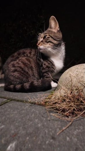 A Cat At Night #032 - Three Cats | CatsAtNight