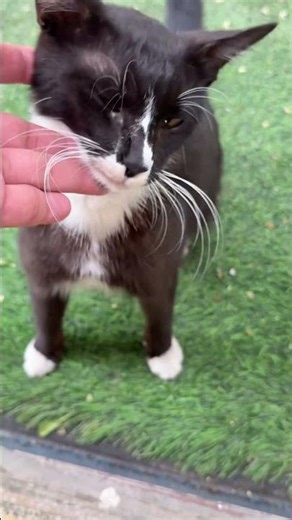 Cat angry 😡 video #birds