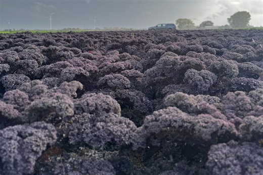 Tesco to stock new vegetable in response to growing demand