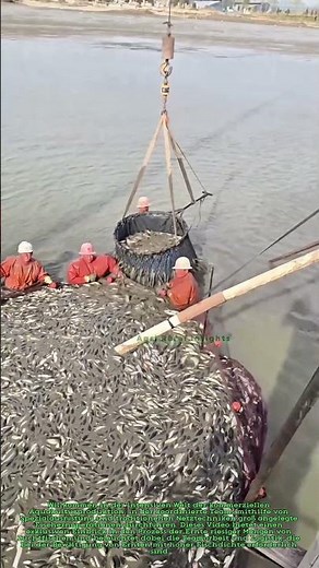Fischern in der industriellen Aquakultur: Massive Fischernoperationen