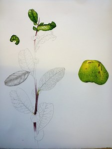 Step by step Sketchbook study of a quince - Lizzie Harper