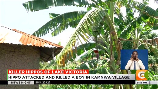 1.4K views · 81 reactions | Killer hippos of Lake Victoria: Hippos cause havoc near Nyando River in Kisumu County Hippo attacked and killed a boy in Kamnwa village Onyango: The animal attacked me outside my house Orao: We urge gov’t to find ways of keeping away the hippos #NewsNight @VickyRubadiri | Citizen TV Kenya | Facebook