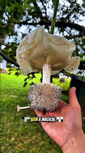 Magical Flower Of Baobab Tree 🌴 | Monkey Bread Fruit #shorts #fruits