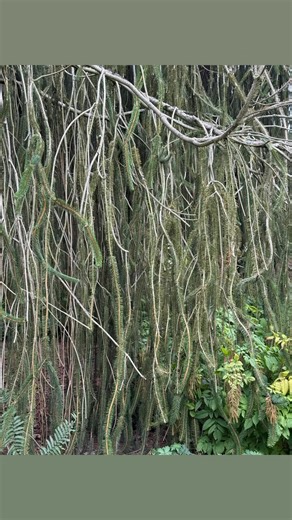 Must see garden in Praque | American Conifer Society