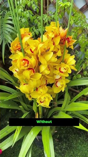 🚨 Your Orchid Is Telling You What's Wrong! Learn the Signs||#gardening #plants
