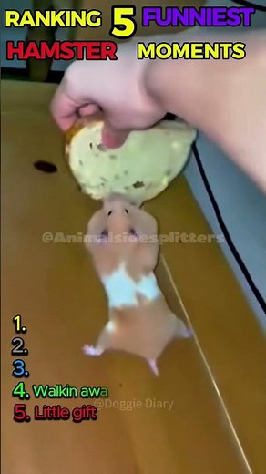 Ranking the 5 funniest hamster moments #shortsfeed #shortsfeeds