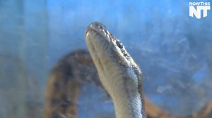 This guy stuffed a snake down his pants because he was trying to steal it | NowThis