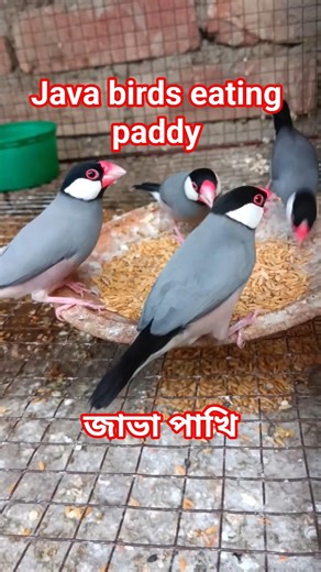 Java sparrow are enjoying food ❤️🦜#birds #javasparrow #birdsvideo #javabirds #shorts #birdsfood