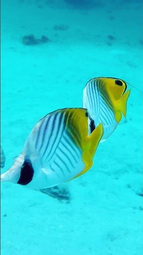Snorkeling at Sofitel Moorea in Polynesia #paradise