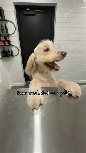 Dogs Take Over Doggy Daycare in Hilarious Moment