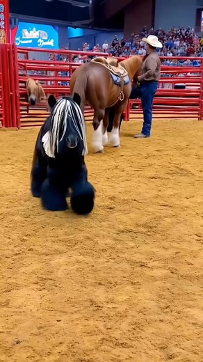 You want any of these Mini Ponies or Horses? #livestockauction #miniatureponies #cowboylifestyle #rodeohorsesale #ranchliving #affordablefarming #countryhomes #homebuyers #cuteminipets #familyranch #farminvesting #newhomestead #countrylife #horseownership #highlandponies | Cute Mini Pets