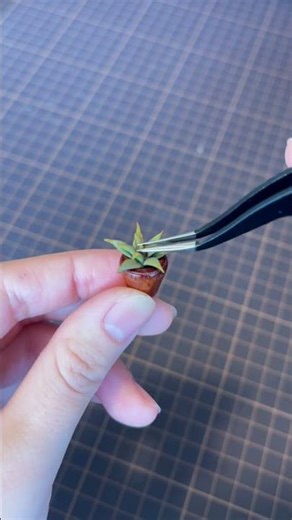 DIY *Making miniature succulents 〜樹脂粘土で小さな多肉植物を作ってみた〜 #diy #miniature #shorts
