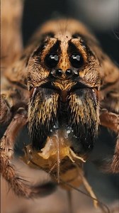 Look DEEP into the Carolina Wolf Spider eyes! #spider #tarantula #wolfspider #nature #animals