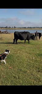 I woke up this morning and went into the kitchen, look out my window and see cows in my yard! What a way to start my Sunday morning? It only took Maggie and about 5 minutes to get them back into the pasture. Maggie was a lifesaver this morning! #texasrancher #bordercollie #cowdog #stockdog | Texas Rancher