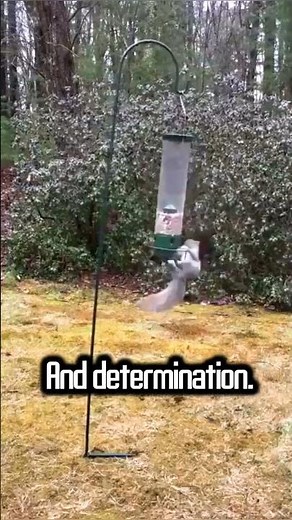 Squirrel's Wild Ride on Spinning Bird Feeder 😱🐿️🦅