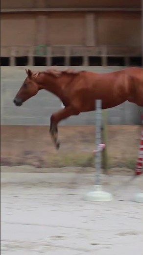 Comment bien faire sauter son cheval en liberté #horse #cheval