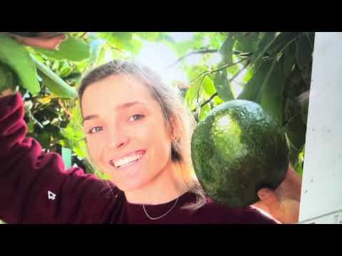 Hello Guacacado Avocado!