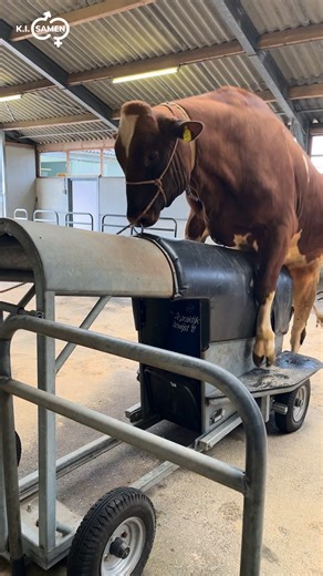 🐂 𝐕𝐀𝐂𝐀𝐓𝐔𝐑𝐄 | 𝐒𝐭𝐢𝐞𝐫𝐞𝐧𝐯𝐞𝐫𝐳𝐨𝐫𝐠𝐞𝐫 📍 Grashoek (Limburg) 🕒 Fulltime / parttime K.I. Samen is op zoek naar een stierenverzorger (m/v) die samen met het team zorgt voor de dagelijkse verzorging van onze stieren. Jij draagt bij aan een veilige, hygiënische werkomgeving en optimale diergezondheid – de basis voor sperma van topkwaliteit. 🔹 Dagelijkse verzorging en observatie van stieren 🔹 Assisteren bij het winnen van sperma 🔹 Werken binnen een praktijkgericht familiebedrijf �