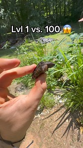 34K views · 834 reactions | LVL 1 vs. 100 TURTLE  | DanTheTurtleMan | Facebook
