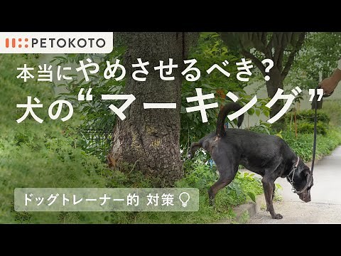 【犬のマーキング】マーキングをする理由や室内・散歩時のしつけ方をドッグトレーナーが解説！（犬のしつけ / ドッグトレーニング）