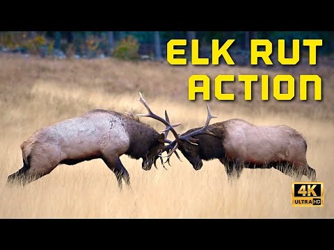 Massive Bull Elk Get Into INTENSE FIGHT During the Elk Rut - 4K