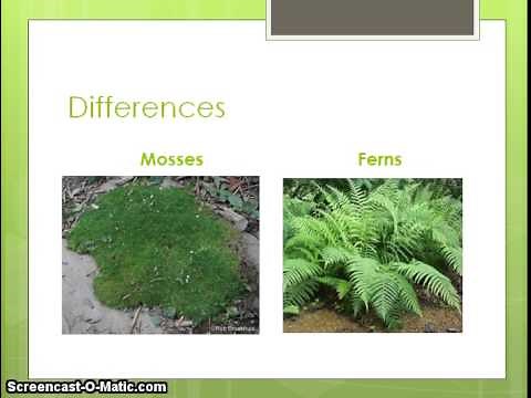 One similarity and one difference between mosses and ferns.