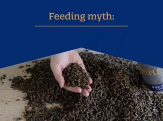 Fact: Beet pulp is a high-fiber, highly digestible ingredient made from sugar beets. The sugar is removed from the sugar beet and the remaining portion is a fibrous, energy-rich by-product known as beet pulp. It is lower in starch and sugar — the average NSC is below 18%. Check out more common feed myths on our FAQ page: https://bit.ly/beetpulpFACTS | Triple Crown Feed