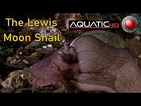 The Lewis Moon Snail Life and Behaviour