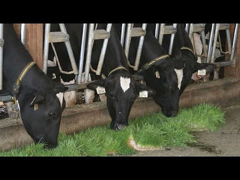 Tips for maximum milk production in dairy farming
