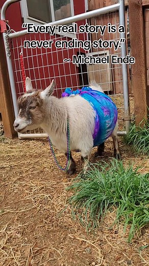 Fox Haven's Bang Bang and Fox Haven's Ridin' Solo are expecting twins this week and we are just over the moon about their little Neverending love story. And yes, if they have a little white caramel buckling, his barn name will be