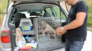 369K views · 6.7K reactions | <3 #dog ------- Meet hundreds of dogs...